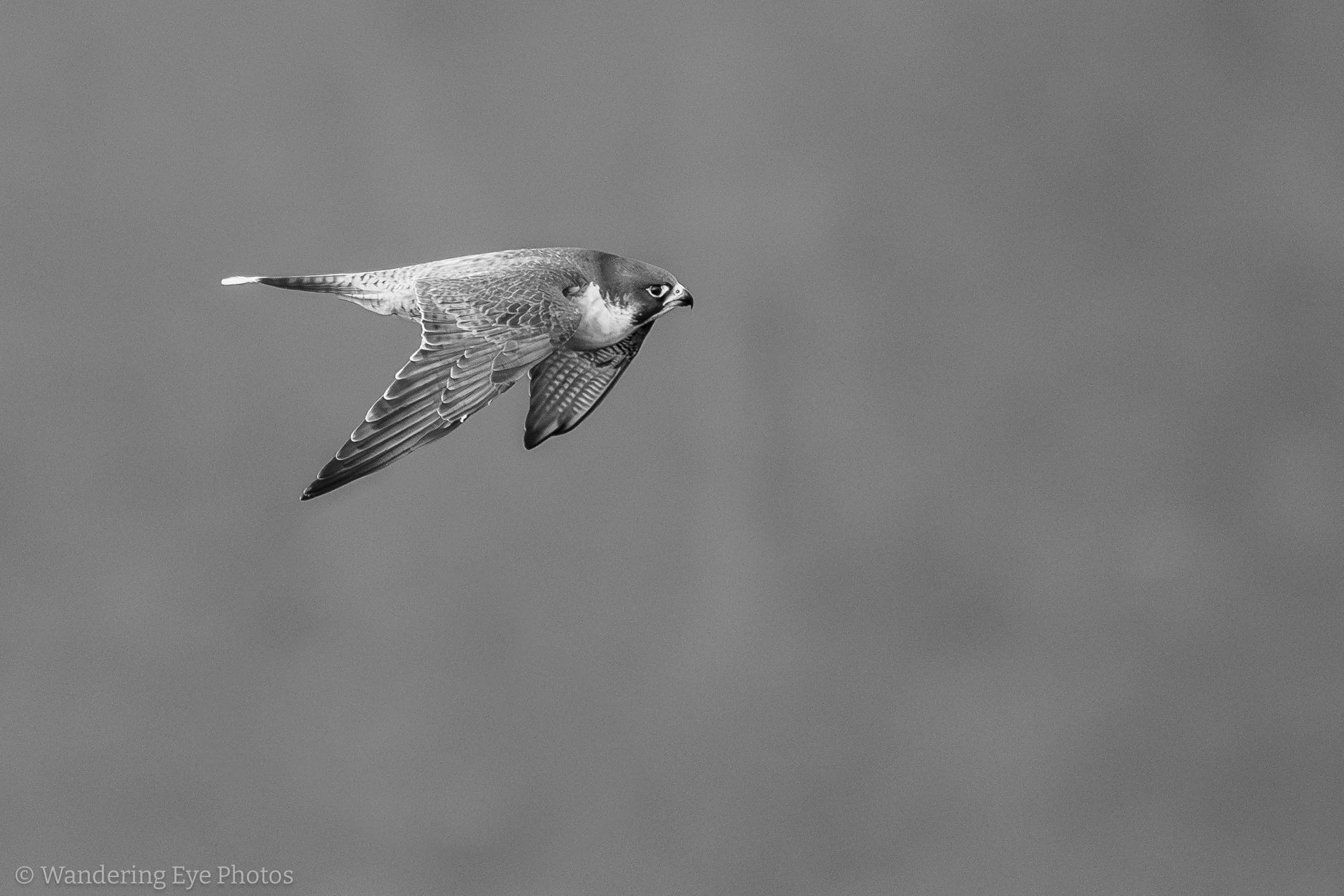 02.01 08.55.17   DSC05185 Enhanced NR